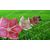  Пневмогирлянда Цветы Лилия Тигровая, фото 1 